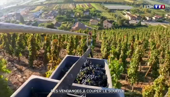 Vendanges sur des terrains escarpés : quand ramasser le raisin est un défi extrême - TF1